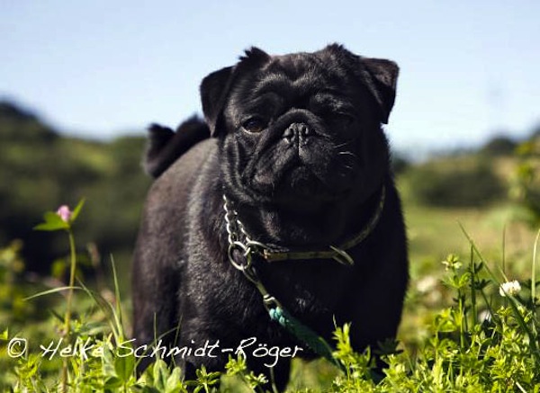 Jimary pugs deals